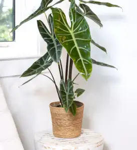 Green Mythic Alocasia Longiloba