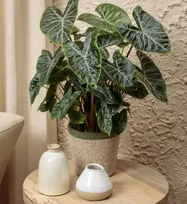 Green Mythic ElephantEars Alocasia Baginda