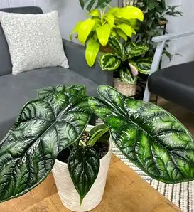 Green Mythic JewelAlocasia Alocasia Baginda