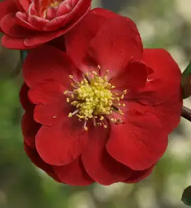 Red DoubleTake Quince Chaenomeles Speciosa