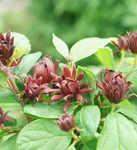 Red SimplyScentsational Sweetshrub Calycanthus Floridus