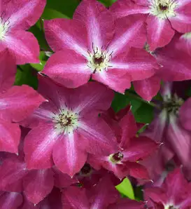 Red WinecraftBlack Smokebush Clematis