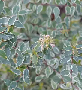 White Hardyabelia Abelia Xgrandiflora