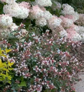 White MuchoGusto ButterflyBush Abelia Chinensis