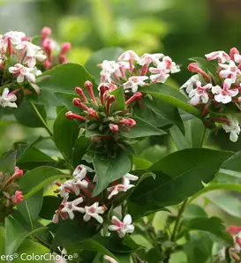 White RubyAnniversary ButterflyBush Abelia Mosanensis