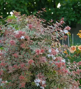 White SweetEmotion ButterflyBush Abelia Grandiflora